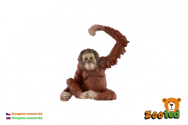 Orangutan sumaterský zooted